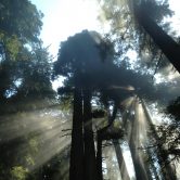 This photo shows redwood trees in California.