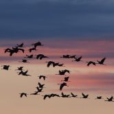 Migratory bird formation