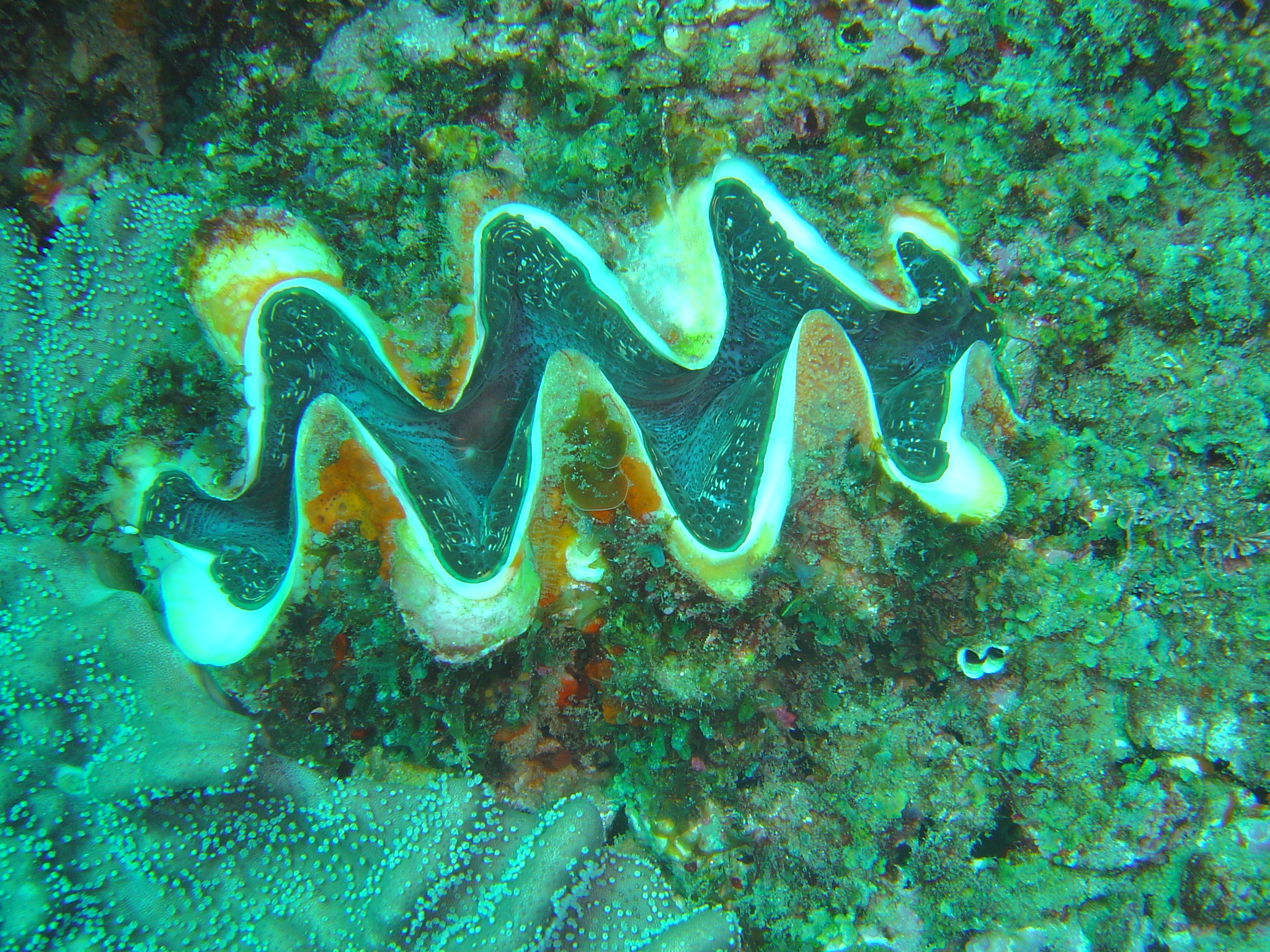 Seven Species Of Giant Clam On Deck For Federal Protection Courthouse