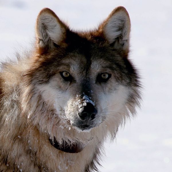 Wolf Hunt May Have Killed 97% of Pack in Alaska Archipelago ...