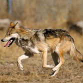 A four-legged Mexican gray wolf, with a coat of various shades of brown, is seen running on a brown ground with it's snout open.