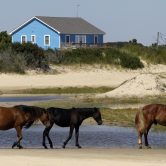 Horses on the North Carolina Outer Banks
