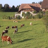 Cows grazing in Switzerland.
