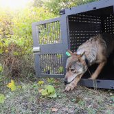 A gray wolf cautiously exits a gray cage in a field.