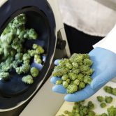 Marijuana comes out of a high-volume cannabis trimming machine