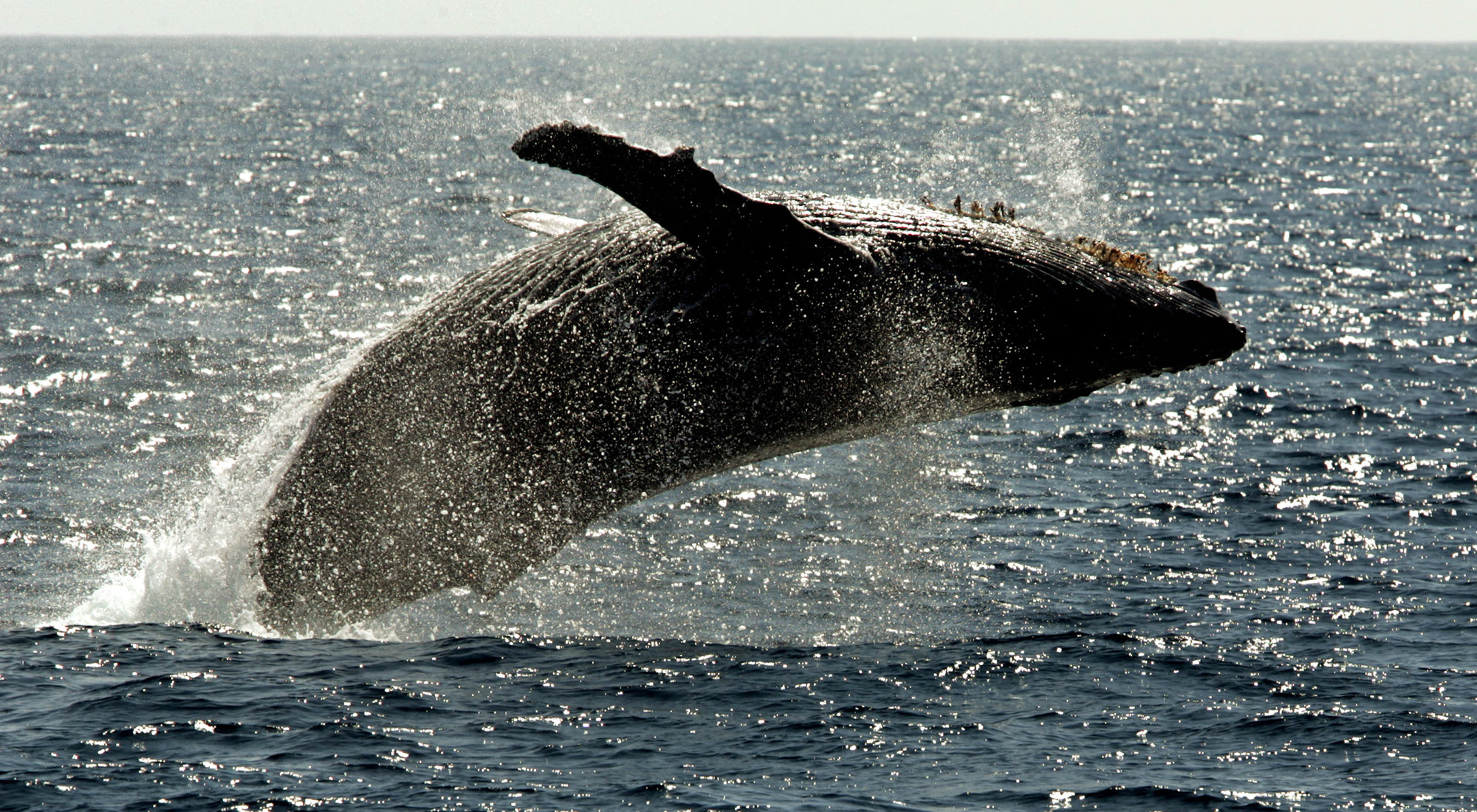 White House Finalizes Pacific Ocean Protections for Humpback Whale |  Courthouse News Service