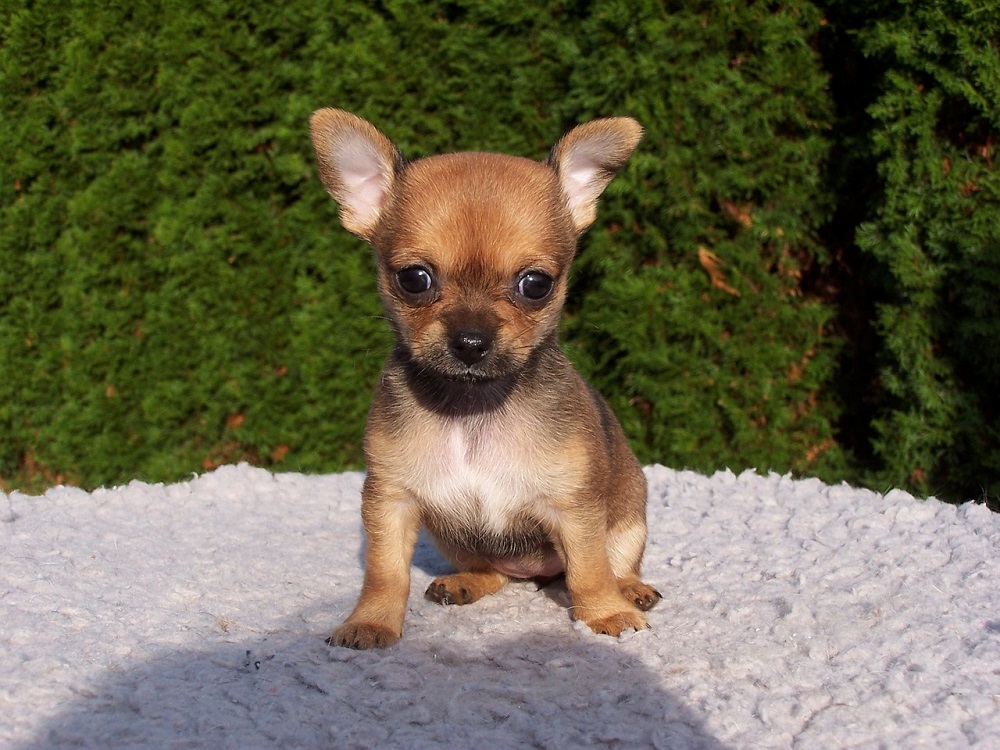 miracle milly worlds smallest dog