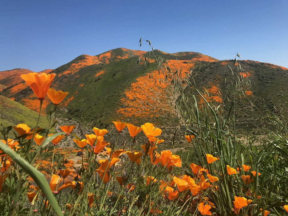 Southern California ‘super Bloom Draws Crowds Chaos Courthouse News