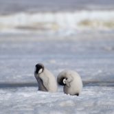 A pair of emperor penguin chicks.
