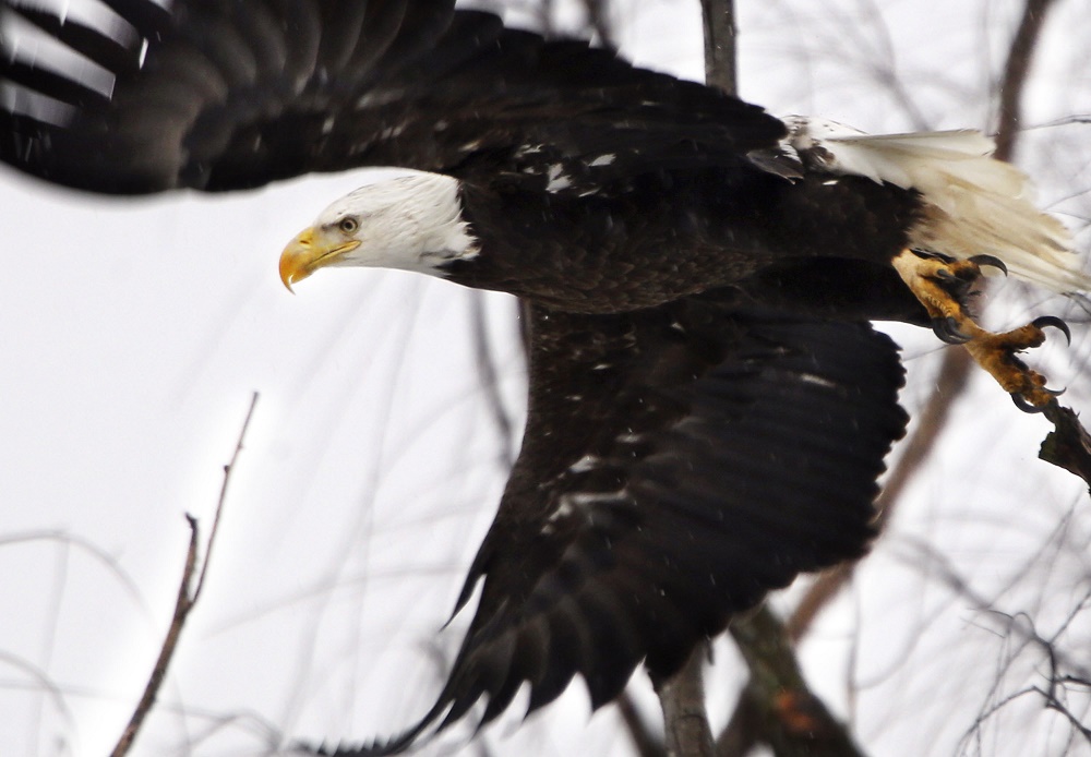 Environmentalists Sue to Block Evisceration of Endangered Species Act |  Courthouse News Service