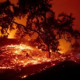 California tree on fire