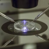 An embryologist works on a petri dish.
