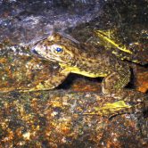 Photo of a foothill yellow-legged frog.