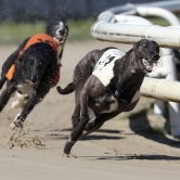 greyhound dog race