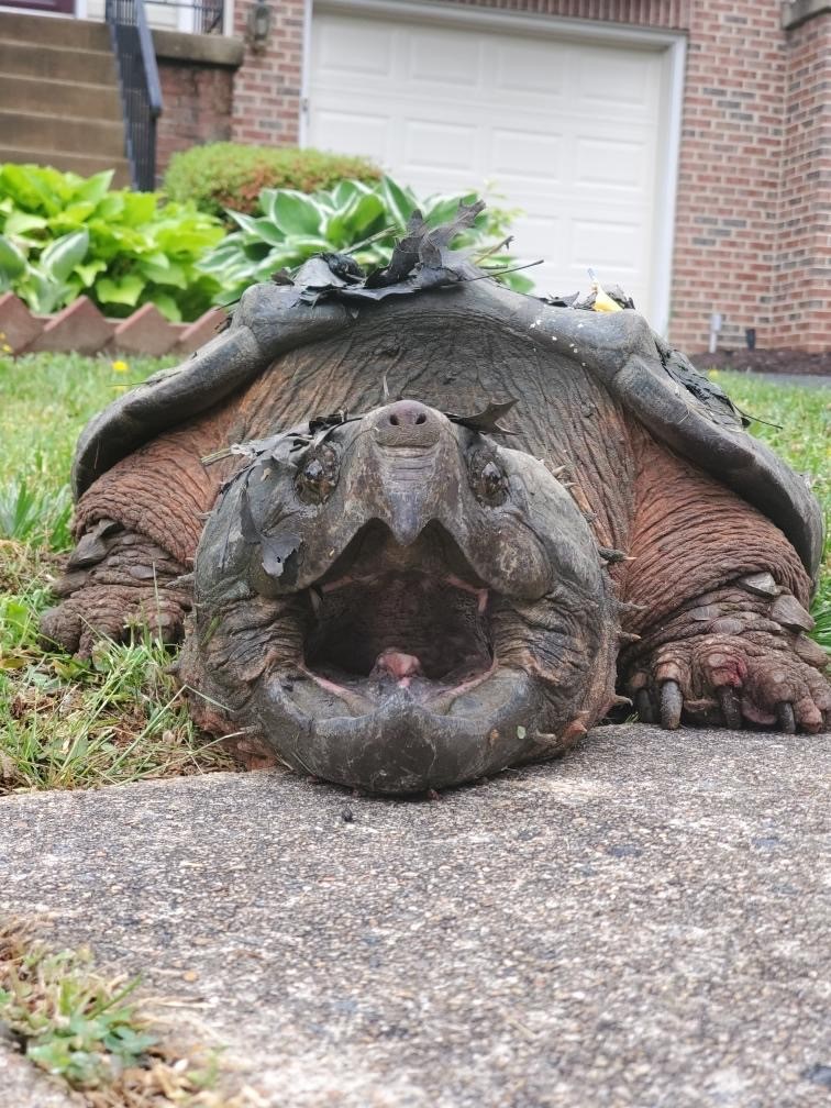 are common snapping turtles endangered