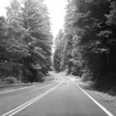 This photo shows a 2-lane highway running through a grove of redwood trees.