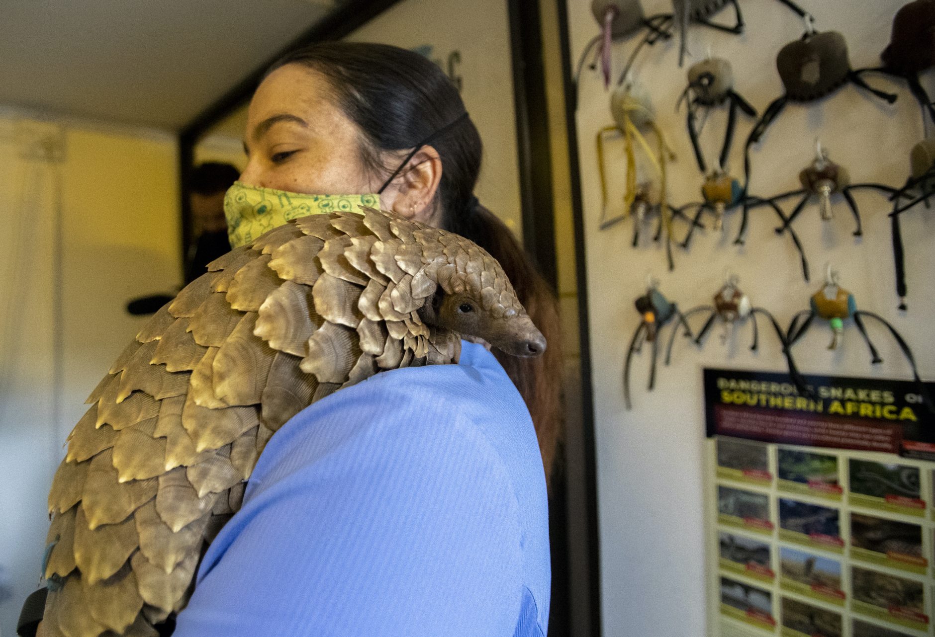 South Africa One Good Thing-Pangolin Clinic | Courthouse News Service