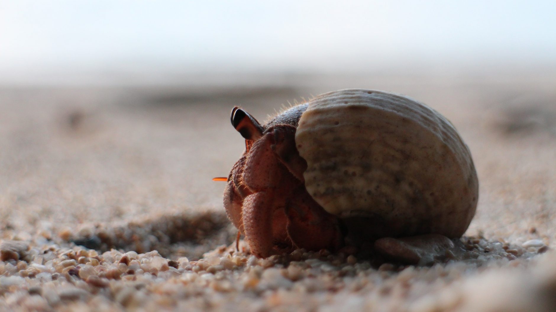 Call for Shell Donations as Thailand's Hermit Crabs Face Housing Crisis |  Courthouse News Service