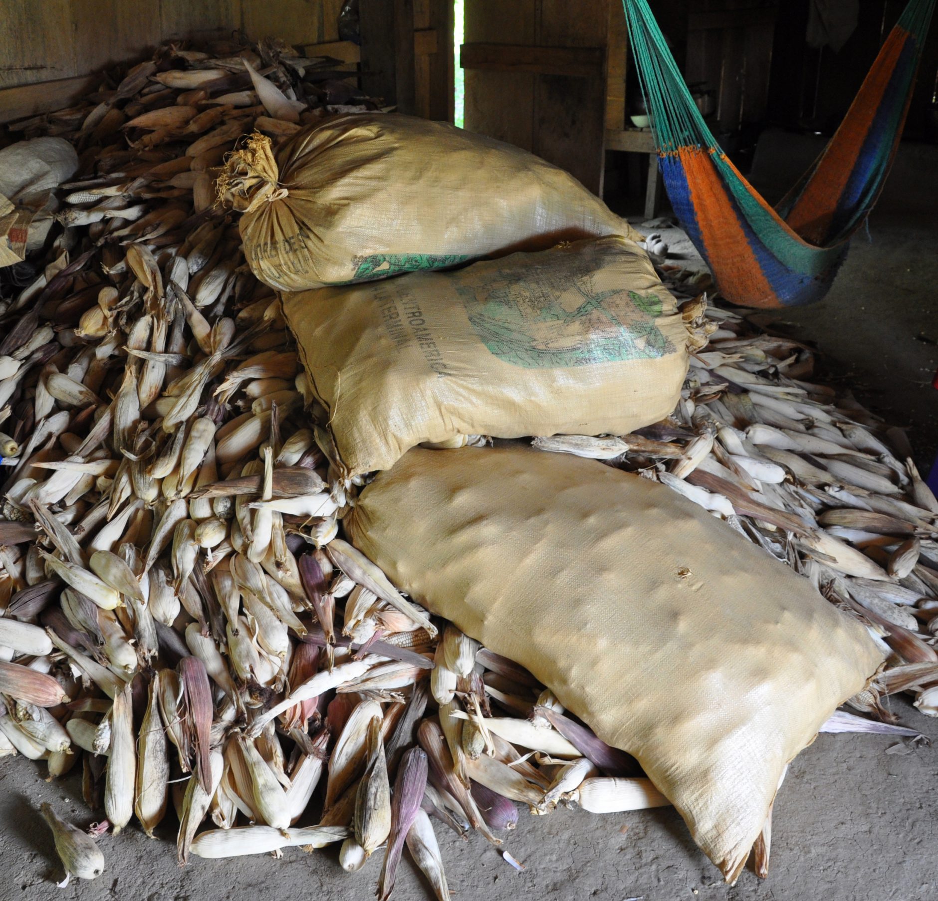 Campaigners Hail Mexican Ban On Genetically Modified Corn Courthouse 