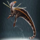 Earliest Known Dino-Bird With Tail Feathers Found in Japan Fossil 