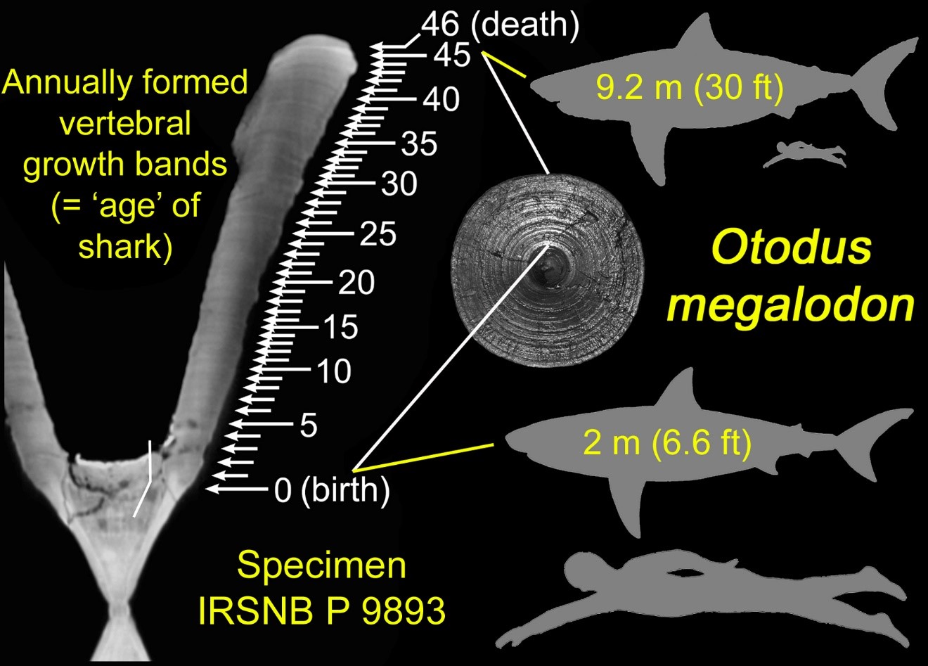 Featured image of post Human Compared To Megalodon The human race and condition