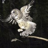 Northern spotted owl flies after a mouse.