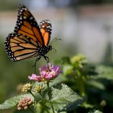 Monarch butterfly alighting on a flower.