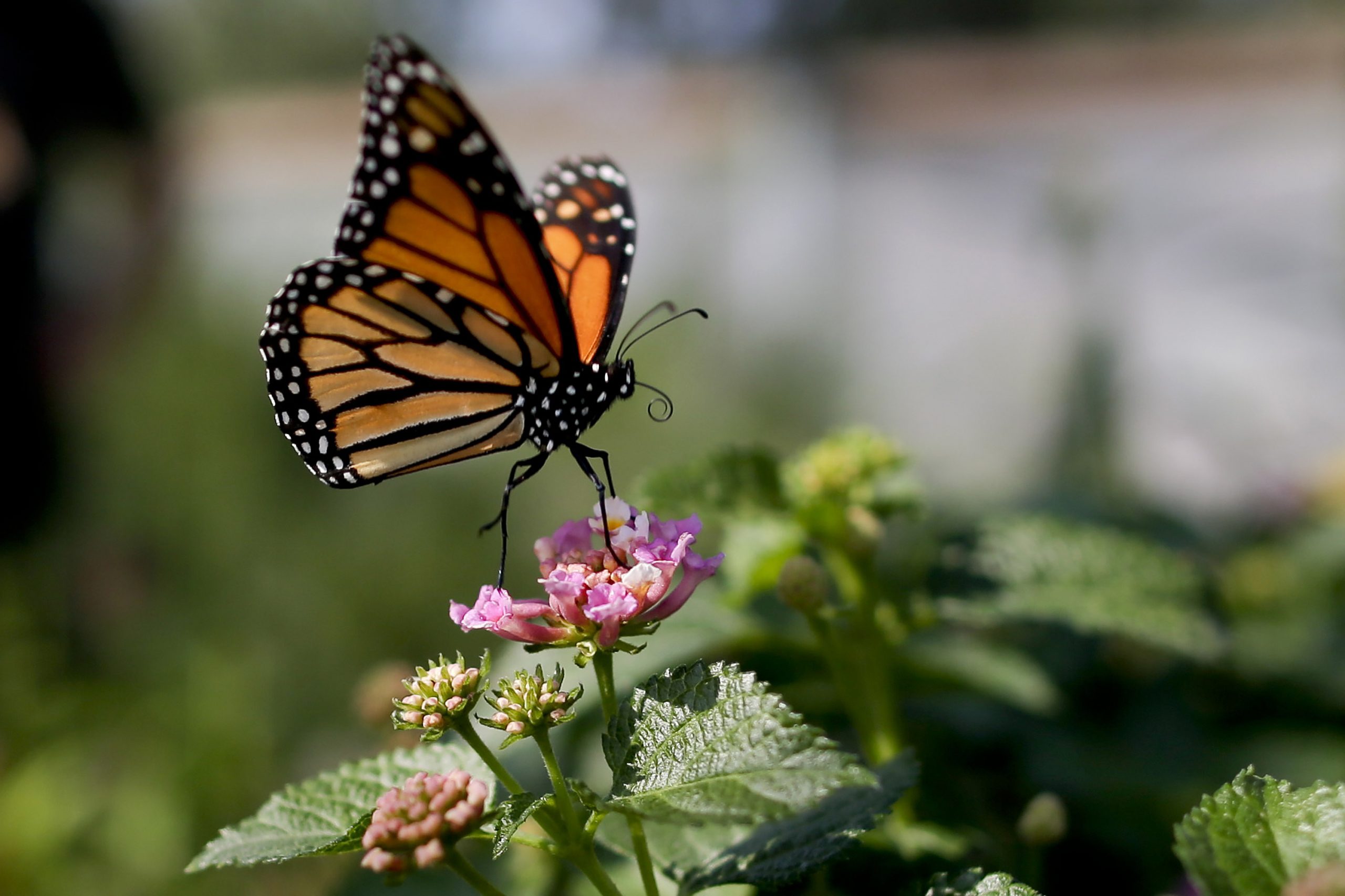New research shows spots on monarch butterflies help them migrate ...