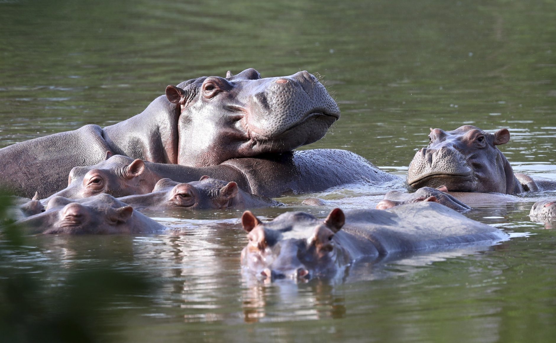 Animal advocates urge feds to put hippo on endangered species list |  Courthouse News Service