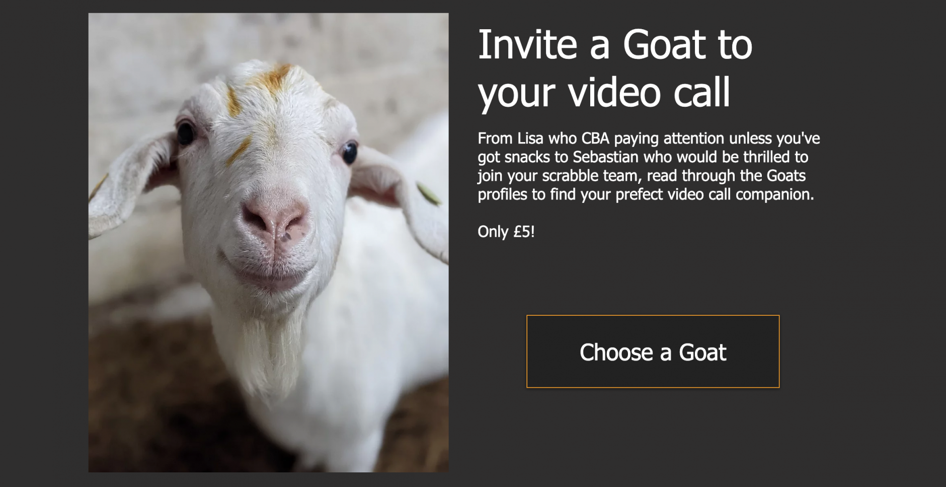 No Kidding: Video Calls With Goats Boost British Farm | Courthouse News  Service