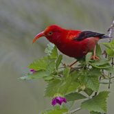 ʻIʻiwi bird