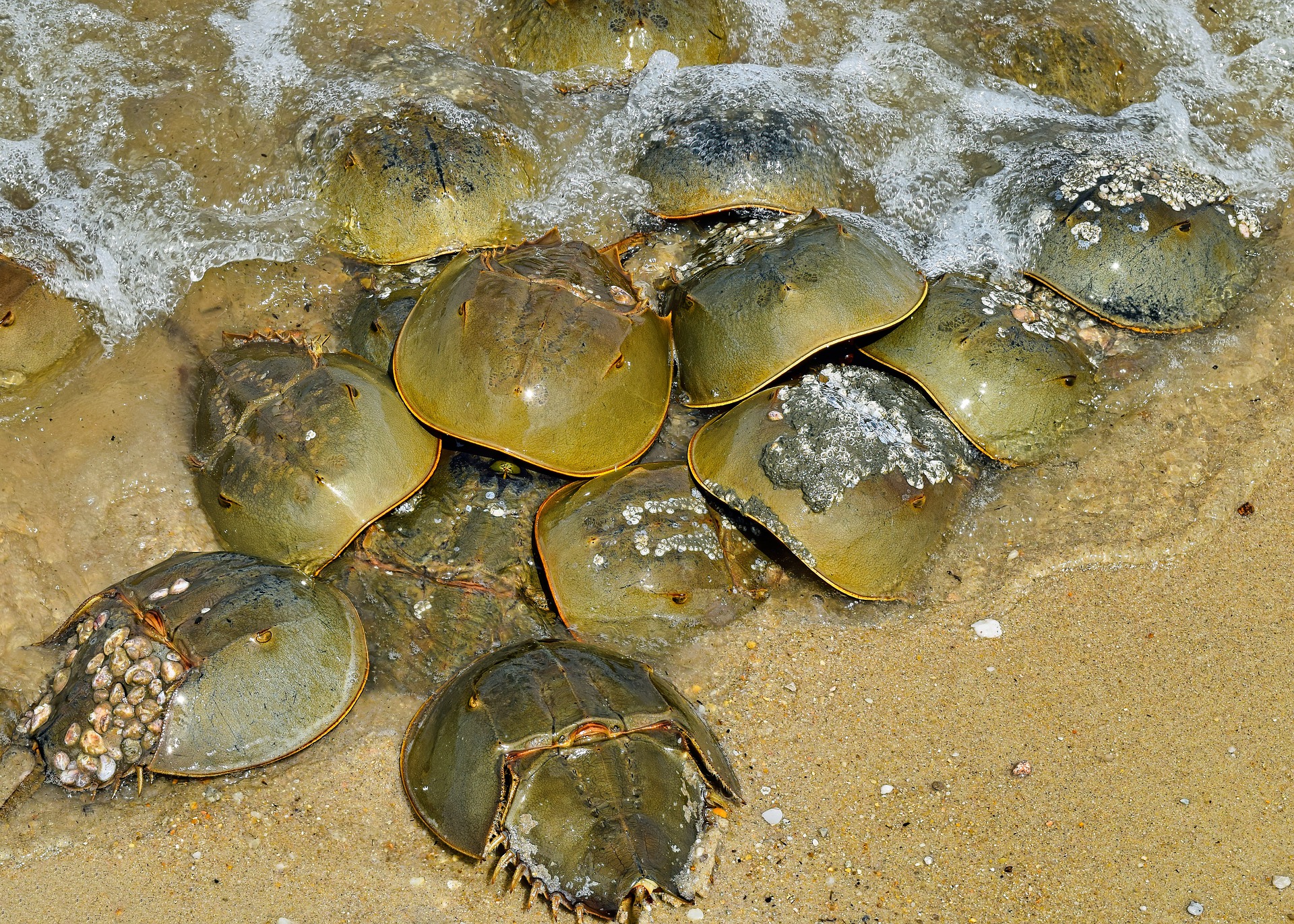 Judge Asked to Stop Harvest of Horseshoe Crabs for Blood | Courthouse News  Service