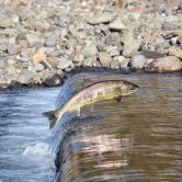 A salmon swims upstream.