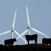Cattle graze at a wind farm in Kansas.