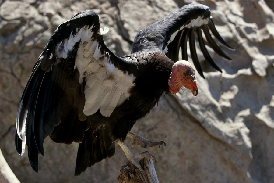 California Condors: Tracking the Population Numbers Over Time  
