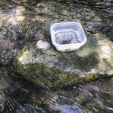 Tiny snails in a plastic container on a rock in a stream
