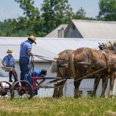 People in Amish country prepare a horse team to work on a farm.