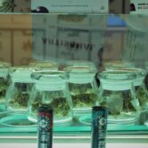 A variety of marijuana strains are displayed at a dispensary in Colorado.