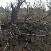 burnt-olive-tree