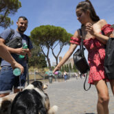Dogs hot day Rome Italy