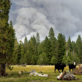 Cows graze smoke Dixie Fire