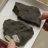 Rich Barclay holds a tray of Late Cretaceous ginkgo leaf fossils from Alaska's North Slope.