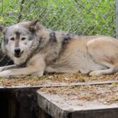 A timber wolf at a Wisconsin preservation facility