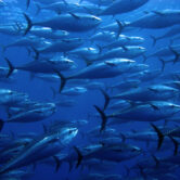 School of bluefin tuna in the Mediterranean Sea