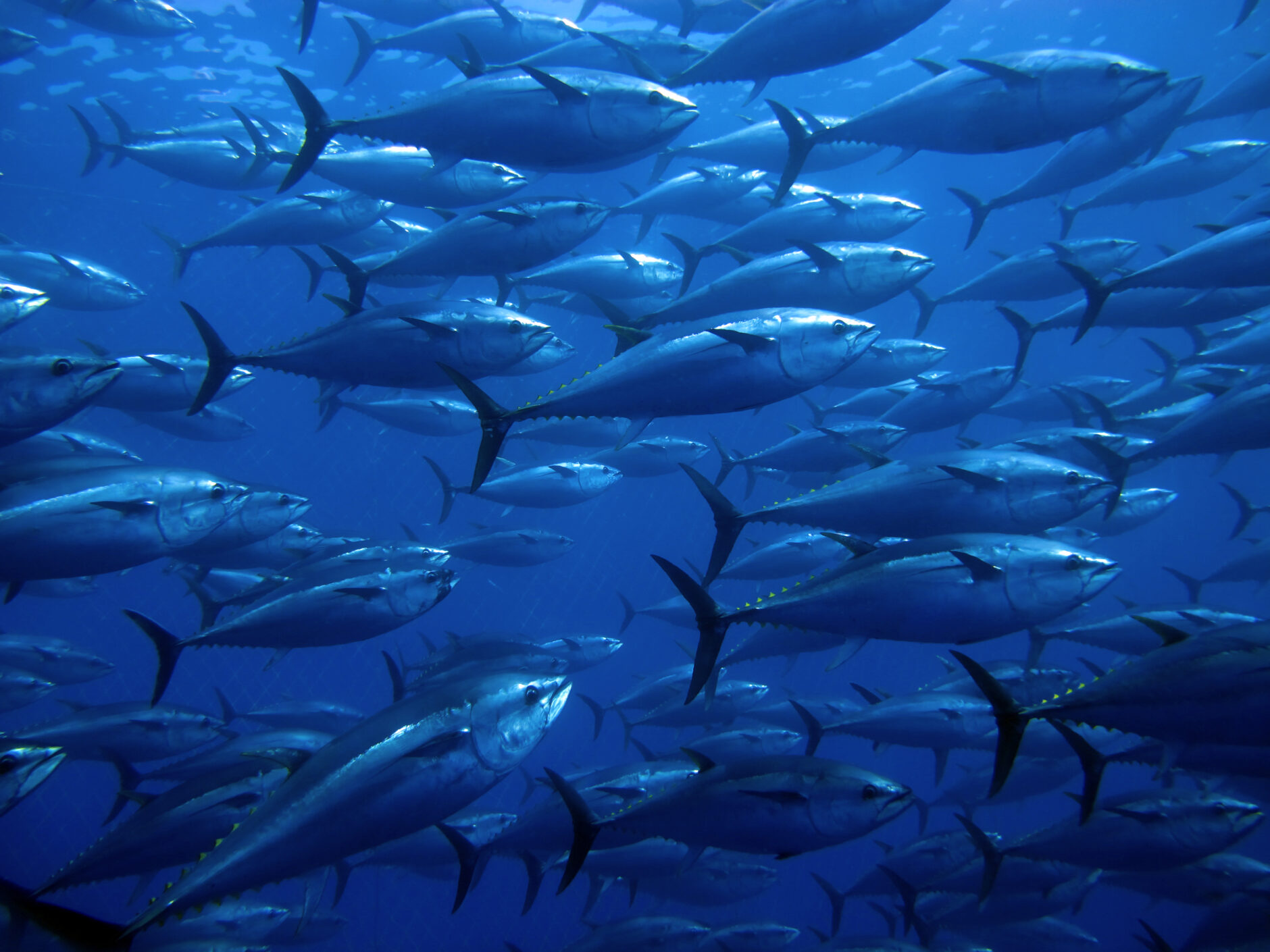Bluefin-tuna-photo-1880x1410 image
