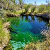 A spring at Ash Meadows National Wildlife Refuge in Nevada.