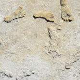 Fossil footprints found in New Mexico
