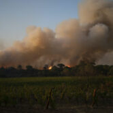 A fire rages over the Chateau des Bertrands vineyard in France.