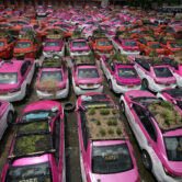 People plant vegetables on the roofs of abandoned taxis parked in Bangkok, Thailand