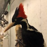 A taxidermy specimen of the ivory-billed woodpecker.